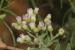 Pluchea dioscoridis ---EM---(L.) DC 