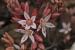 Sedum hispanicum---EM---L. 