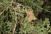 Pluchea dioscoridis ---EM---(L.) DC 
