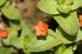 Anagallis arvensis ---EM---L.