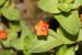 Anagallis arvensis ---EM---L.