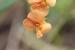 Lathyrus hierosolymitanus---EM---Boiss. 