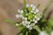 Nasturtium officinale ---EM---R. Br. 