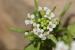 Nasturtium officinale ---EM---R. Br. 
