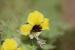 Hyoscyamus aureus ---EM---L.