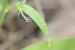 Lathyrus hierosolymitanus---EM---Boiss. 