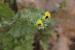 Hyoscyamus aureus ---EM---L.