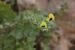Hyoscyamus aureus ---EM---L.