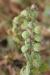 Urtica pilulifera ---EM---L. 