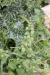 Urtica pilulifera ---EM---L. 