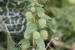 Urtica pilulifera ---EM---L. 
