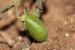 Cicer pinnatifidum---EM---Boiss.