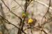 Acacia pachyceras ---EM---O. Schwartz 