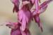 Orchis sancta---EM---L. 