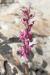 Orchis sancta---EM---L. 