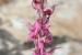 Orchis sancta---EM---L. 