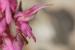 Orchis sancta---EM---L. 