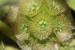Scabiosa prolifera ---EM---L.