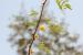 Acacia pachyceras ---EM---O. Schwartz 