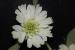 Scabiosa prolifera ---EM---L.