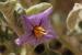 Solanum incanum   ---EM---L.