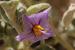 Solanum incanum   ---EM---L.