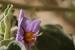 Solanum incanum   ---EM---L.