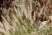 Pennisetum ciliare---EM--- (L.) Link 