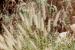 Pennisetum ciliare---EM--- (L.) Link 
