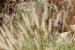 Pennisetum ciliare---EM--- (L.) Link 