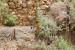 Cistanche tubulosa ---EM---(Schenk) Wight 
