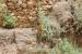 Cistanche tubulosa ---EM---(Schenk) Wight 