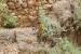 Cistanche tubulosa ---EM---(Schenk) Wight 