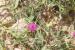 Centaurea hyalolepis ---EM---Boiss.