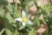 Aizoon hispanicum ---EM---L.