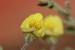 Kickxia aegyptiaca---EM---(L.) Nabelek 