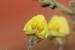 Kickxia aegyptiaca---EM---(L.) Nabelek 