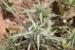 Eryngium creticum ---EM---Lam.