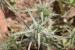 Eryngium creticum ---EM---Lam.
