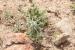 Eryngium creticum ---EM---Lam.