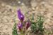 Astragalus callichrous ---EM---Boiss.