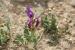Astragalus callichrous ---EM---Boiss.