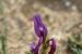 Astragalus callichrous ---EM---Boiss.