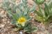 Asteriscus hierochunticus  ---EM---(Michon) Wiklund