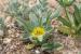 Asteriscus hierochunticus  ---EM---(Michon) Wiklund