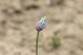 Allium hierochuntinum  ---EM---Boiss.