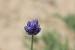 Allium hierochuntinum  ---EM---Boiss.