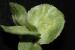 Hymenocarpos circinnatus ---EM---(L.) Savi
