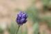 Allium hierochuntinum  ---EM---Boiss.