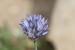 Allium hierochuntinum  ---EM---Boiss.